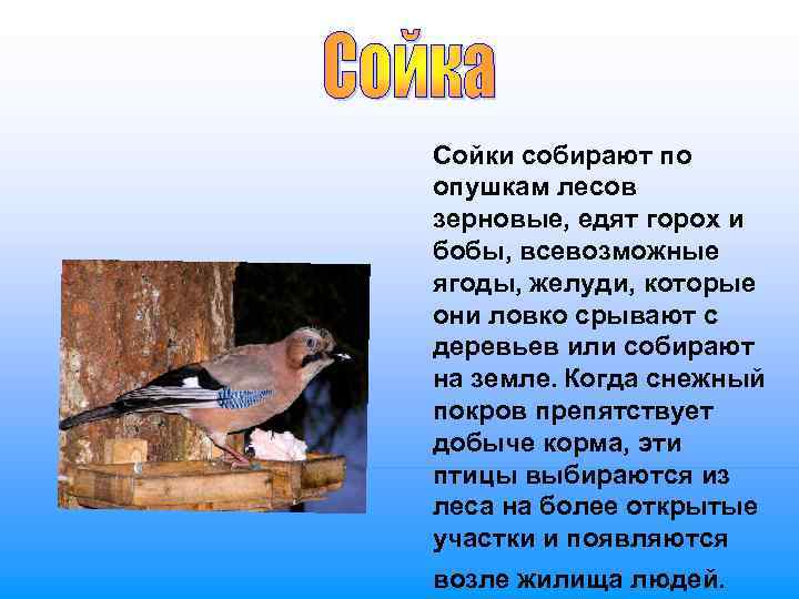 Сойки собирают по опушкам лесов зерновые, едят горох и бобы, всевозможные ягоды, желуди, которые