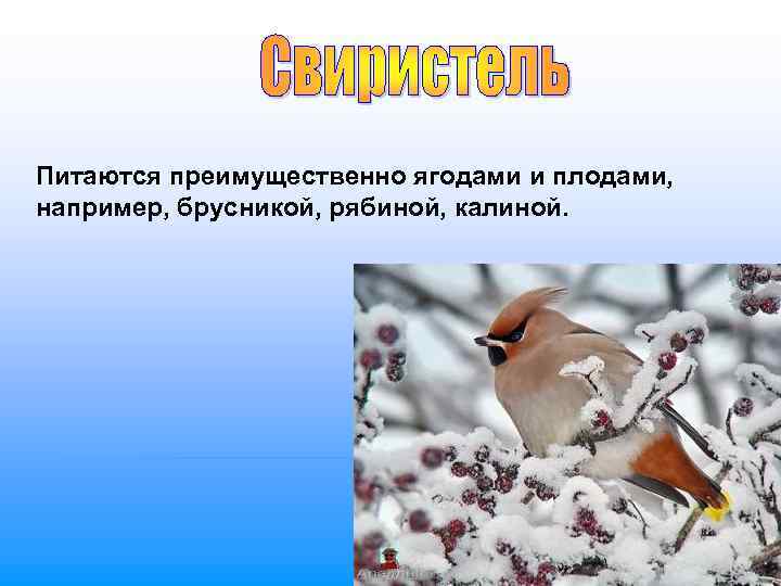Питаются преимущественно ягодами и плодами,  например, брусникой, рябиной, калиной. 