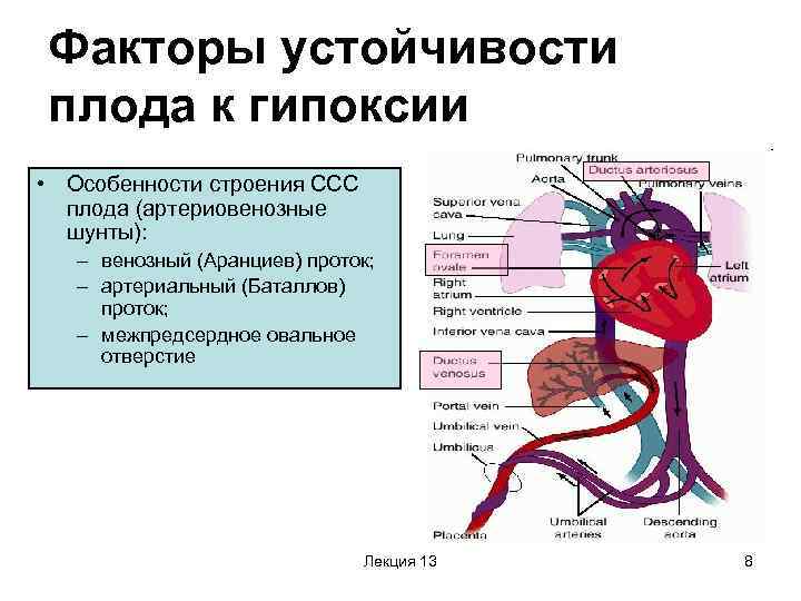 Факторы устойчивости плода к гипоксии • Особенности строения ССС  плода (артериовенозные  шунты):