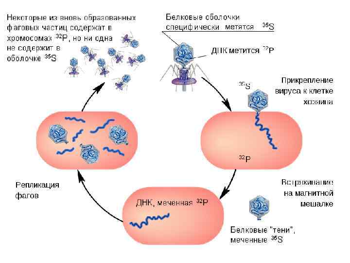 Молекулярные механизмы наследственности презентация