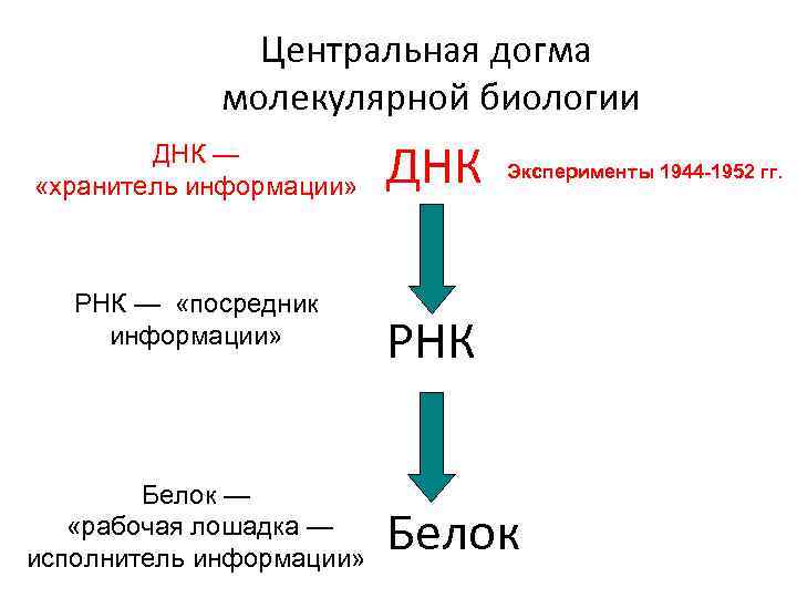 Какая схема соответствует главному постулату или центральной догме молекулярной биологии