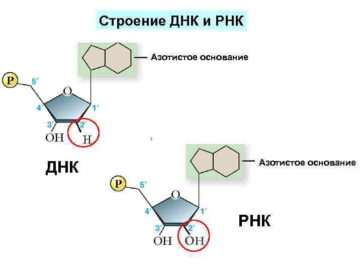 Азотистые основания днк и рнк