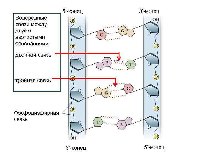 Пять концов. Строение ДНК 5 И 3 концы. Строение ДНК штрих концы. Строение ДНК 5 штрих конец. Фосфодиэфирные и водородные связи.