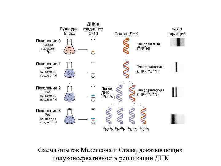 Днк атом