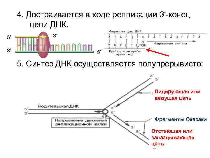 Концы цепей днк