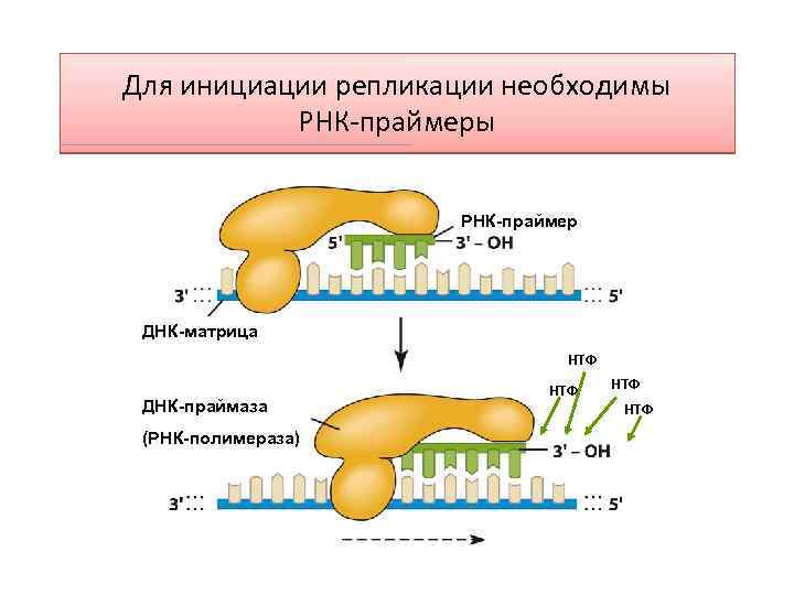 Молекулярные механизмы наследственности презентация