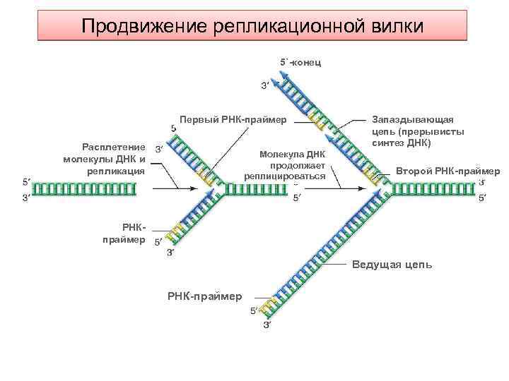 Репликация днк фото