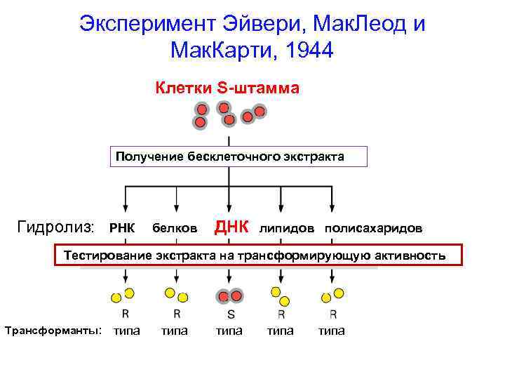 Схема расшифровка генетической информации