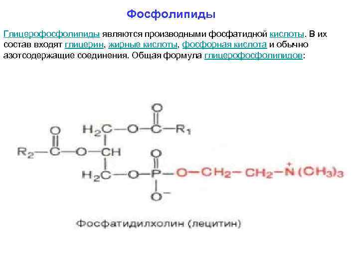      Фосфолипиды Глицерофосфолипиды являются производными фосфатидной кислоты. В их состав