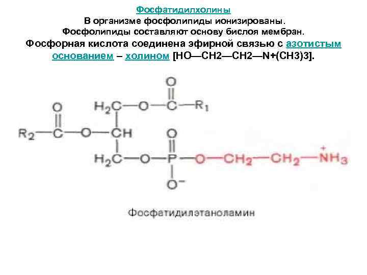     Фосфатидилхолины   В организме фосфолипиды ионизированы.  Фосфолипиды составляют