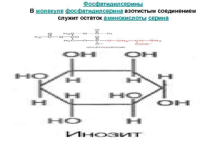     Фосфатидилсерины В молекуле фосфатидилсерина азотистым соединением   служит остаток