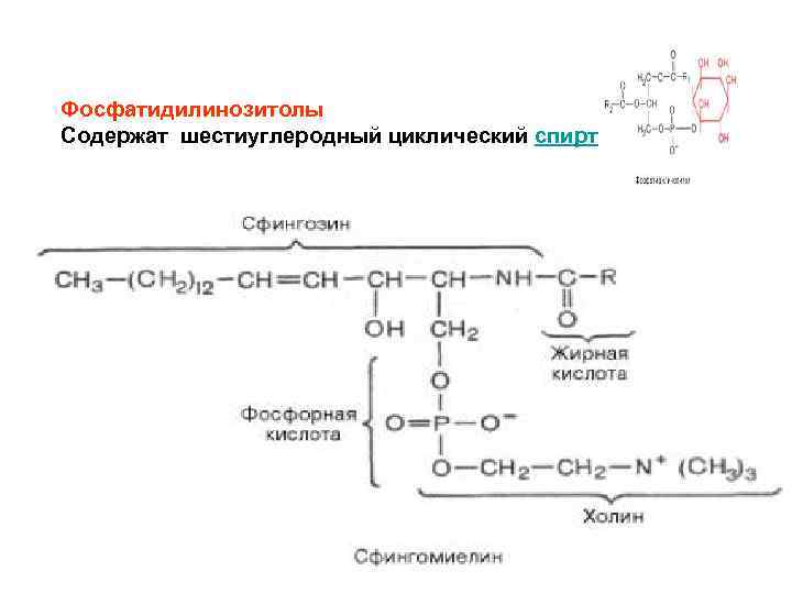     Фосфатидилинозитолы Содержат шестиуглеродный циклический спирт инозитол 