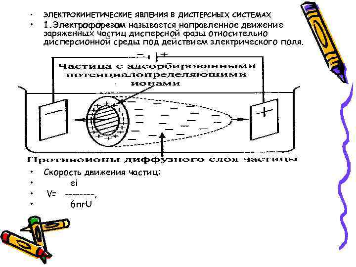  •  ЭЛЕКТРОКИНЕТИЧЕСКИЕ ЯВЛЕНИЯ В ДИСПЕРСНЫХ СИСТЕМАХ •  1. Электрофорезом называется направленное