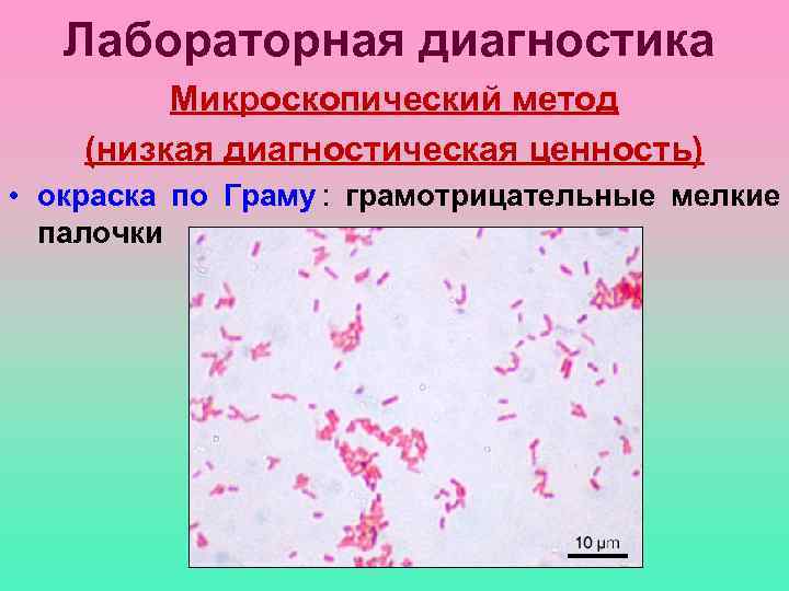   Лабораторная диагностика   Микроскопический метод (низкая диагностическая ценность) • окраска по