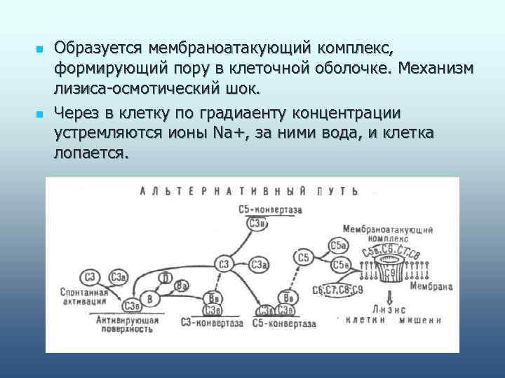 Схема мембраноатакующего комплекса