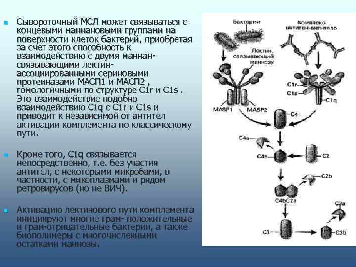 n  Сывороточный МСЛ может связываться с концевыми маннановыми группами на поверхности клеток бактерий,