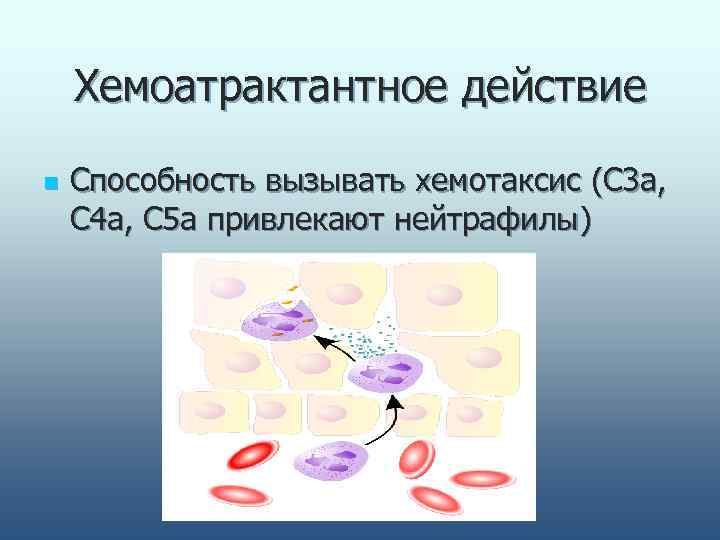   Хемоатрактантное действие n  Способность вызывать хемотаксис (С 3 а,  С