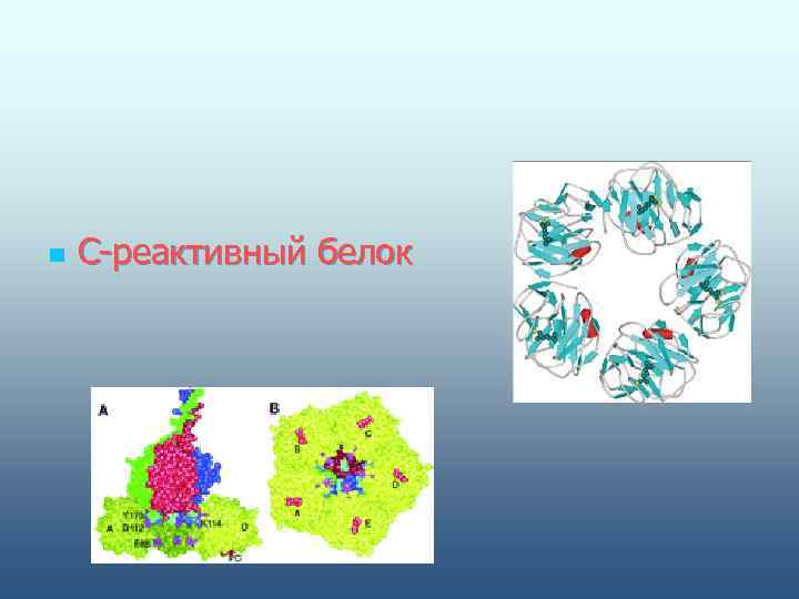 n  С-реактивный белок 