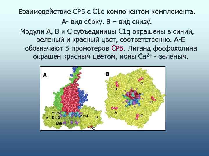 Взаимодействие СРБ с С 1 q компонентом комплемента.   А- вид сбоку. В