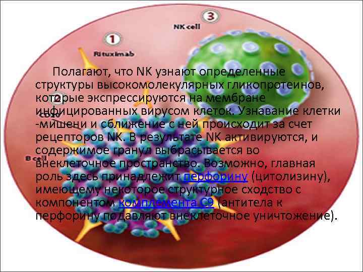   Полагают, что NK узнают определенные структуры высокомолекулярных гликопротеинов, которые экспрессируются на мембране