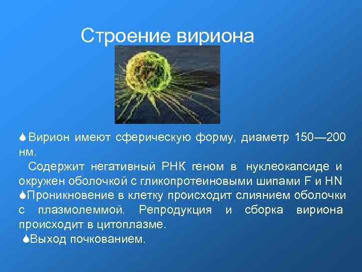 Строение вириона Вирион имеют сферическую форму, диаметр 150— 200 нм. Строение вириона Вирион имеют сферическую форму, диаметр 150— 200 нм.