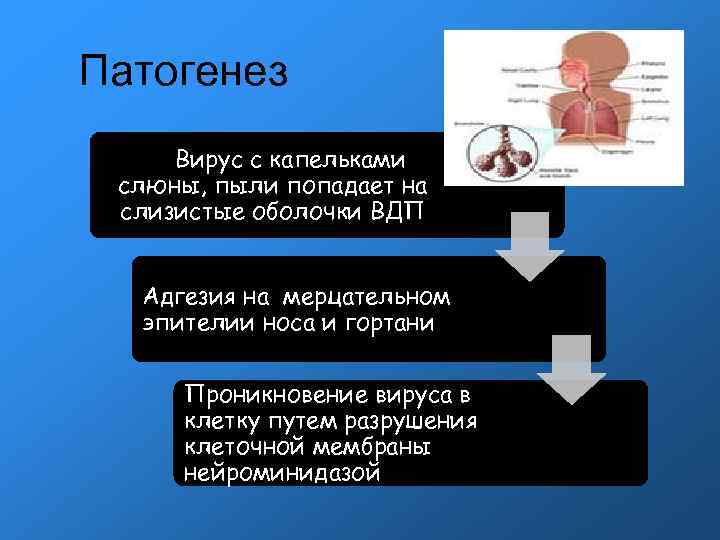 Патогенез Вирус с капельками слюны, пыли попадает на слизистые оболочки ВДП Адгезия на мерцательном Патогенез Вирус с капельками слюны, пыли попадает на слизистые оболочки ВДП Адгезия на мерцательном