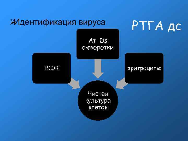 Идентификация вируса РТГА дс Ат Ds Идентификация вируса РТГА дс Ат Ds