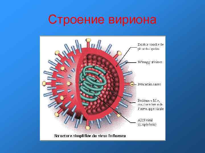 Вирион. Строение вириона. Вирион состоит из. Структура вириона. Вирион гриппа.