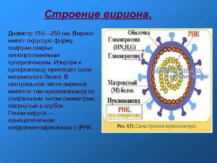Строение вириона. Диаметр 150— 250 нм. Вирион имеет округлую форму, снаружи Строение вириона. Диаметр 150— 250 нм. Вирион имеет округлую форму, снаружи