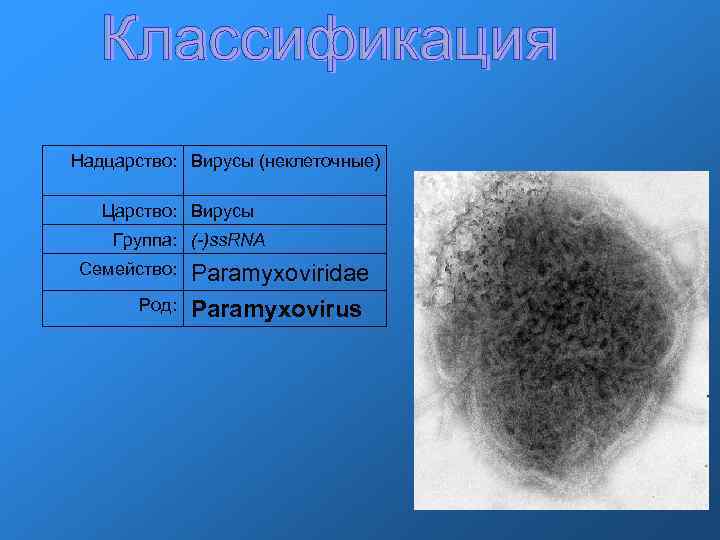 Надцарство: Вирусы (неклеточные) Царство: Вирусы Группа: (-)ss. RNA Семейство: Paramyxoviridae Род: Paramyxovirus Надцарство: Вирусы (неклеточные) Царство: Вирусы Группа: (-)ss. RNA Семейство: Paramyxoviridae Род: Paramyxovirus