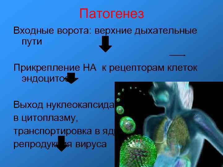Патогенез Входные ворота: верхние дыхательные пути Прикрепление НА к рецепторам Патогенез Входные ворота: верхние дыхательные пути Прикрепление НА к рецепторам