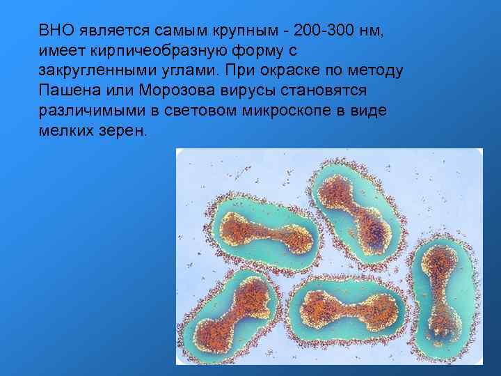 ВНО является самым крупным - 200 -300 нм, имеет кирпичеобразную форму с закругленными ВНО является самым крупным - 200 -300 нм, имеет кирпичеобразную форму с закругленными