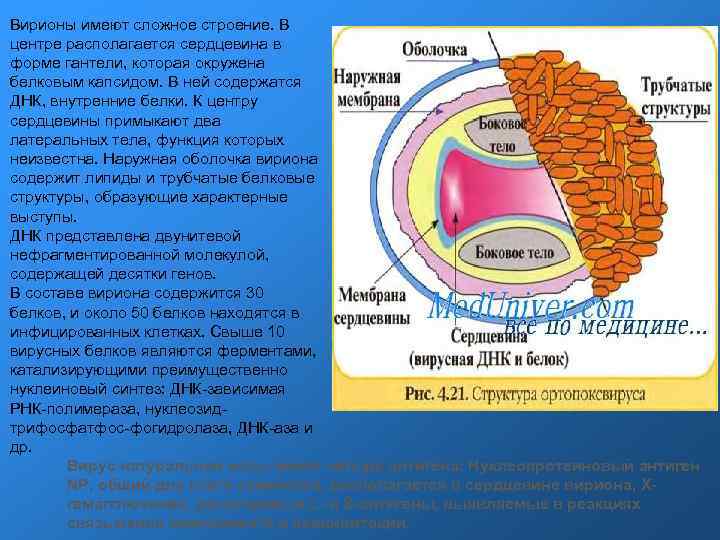 Вирионы имеют сложное строение. В центре располагается сердцевина в форме гантели, которая окружена белковым Вирионы имеют сложное строение. В центре располагается сердцевина в форме гантели, которая окружена белковым