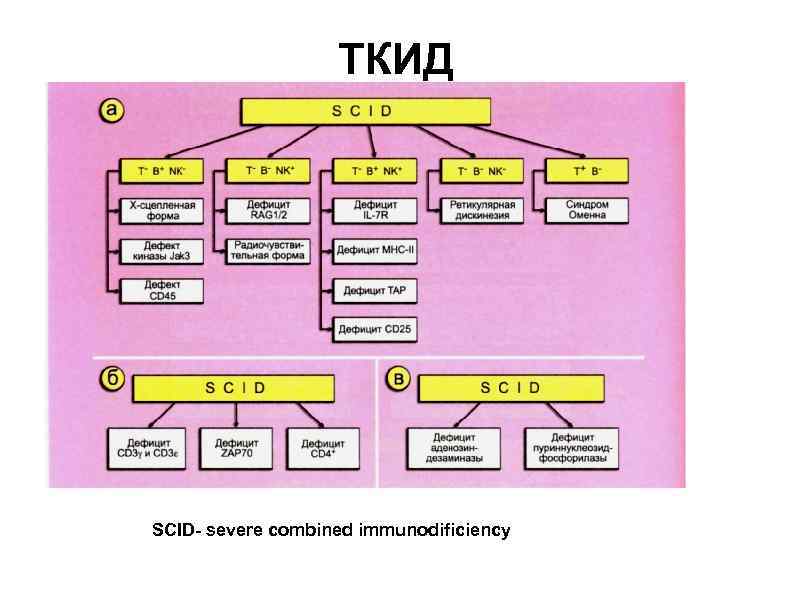     ТКИД SCID- severe combined immunodificiency 