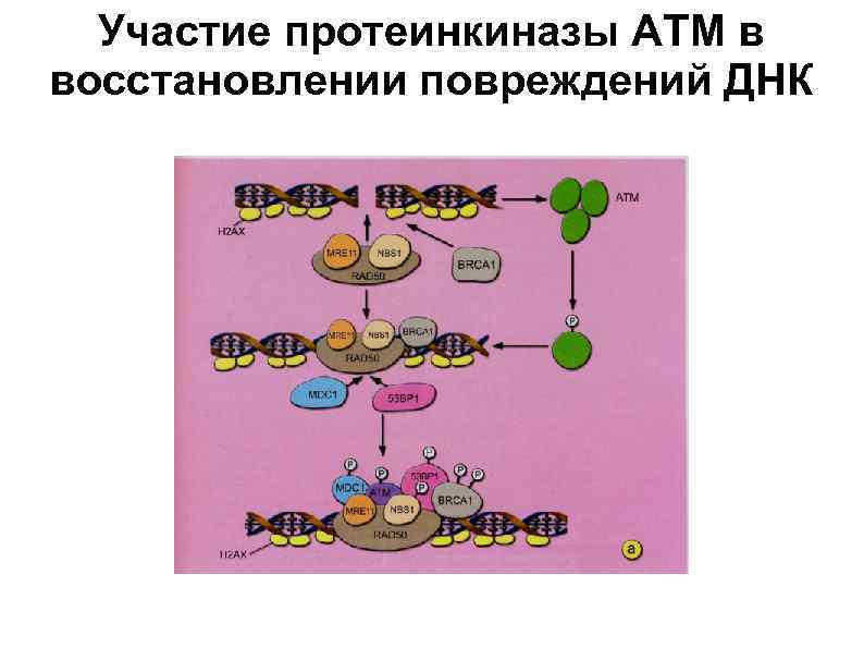  Участие протеинкиназы АТМ в восстановлении повреждений ДНК 