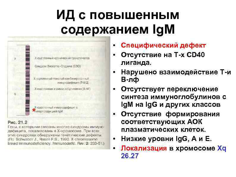   ИД с повышенным содержанием Ig. M  • Специфический дефект  •