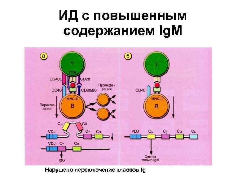   ИД с повышенным содержанием Ig. M Нарушено переключение классов Ig 