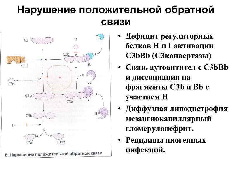 Нарушение положительной обратной   связи   • Дефицит регуляторных   