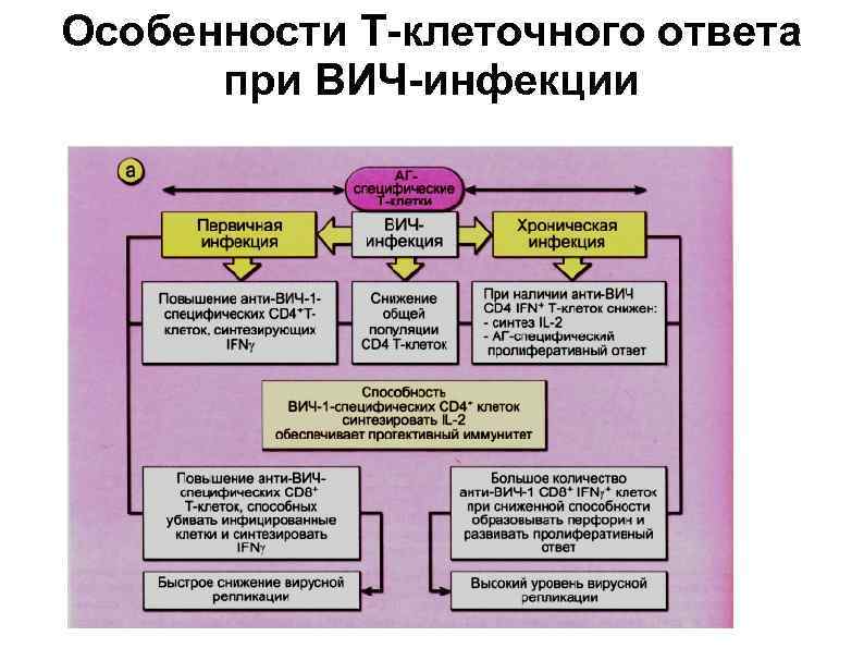 Особенности Т-клеточного ответа  при ВИЧ-инфекции 