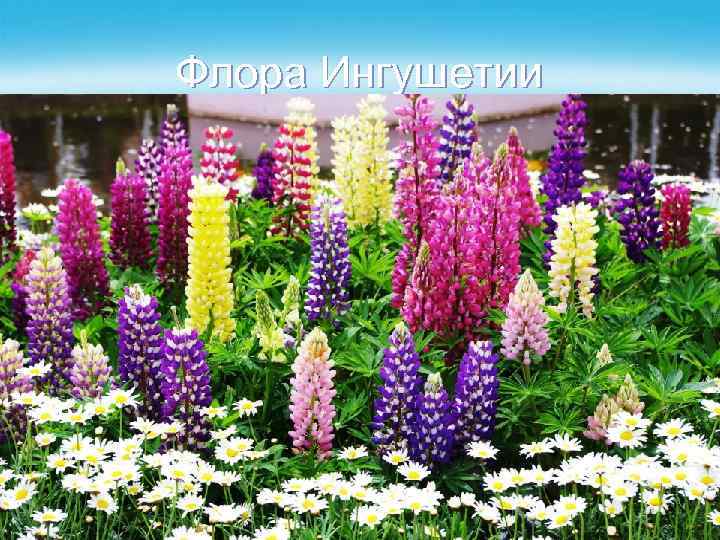 Флора Ингушетии 
