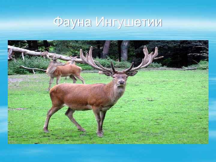 Фауна Ингушетии 