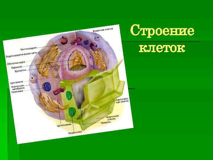 Строение клеток 