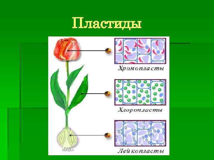 Пластиды 