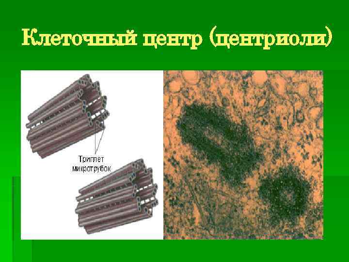 Клеточный центр (центриоли) 
