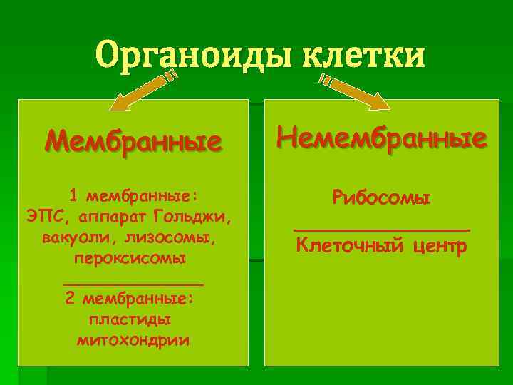 Мембранные и немембранные органоиды. ЭПС мембранные или немембранные. Мембранные и немембранные органоиды клетки пероксисомы. Пластиды мембранные или немембранные. Какие органоиды клетки имеют две мембраны.