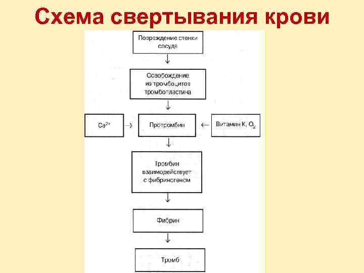 Закончите схему состав крови