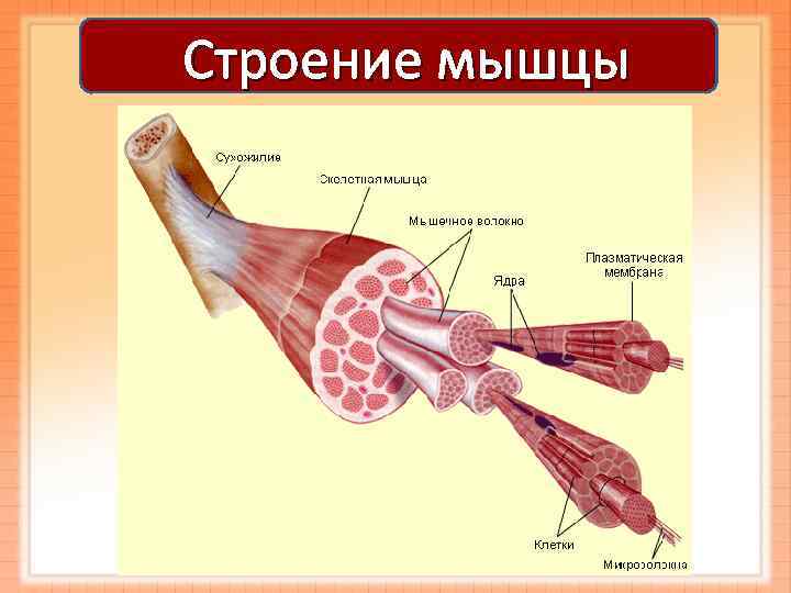 Строение мышцы Четырехглавая 