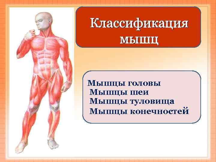 Классификация мышц  Мышцы головы Мышцы шеи Мышцы туловища Мышцы конечностей 