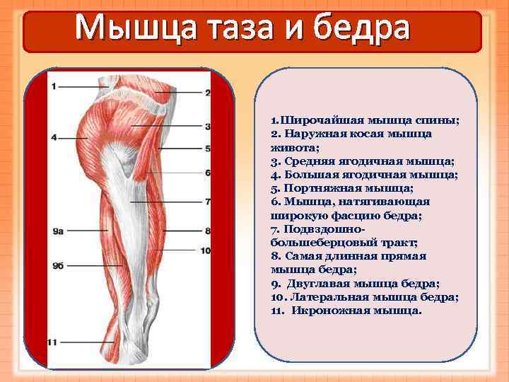 Мышца таза и бедра  1. Широчайшая мышца спины;  2. Наружная косая мышца