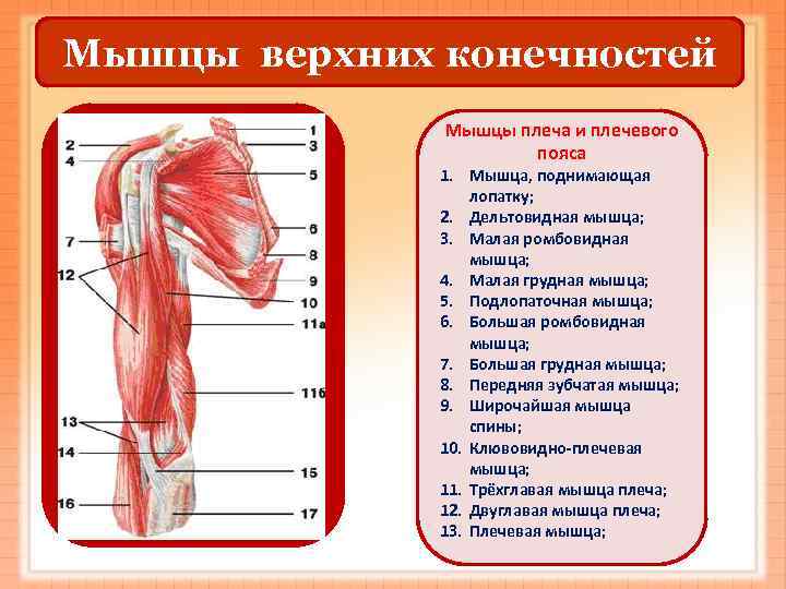 Мышцы верхних конечностей Мышцы плеча и плечевого Мышцы верхних конечностей Мышцы плеча и плечевого